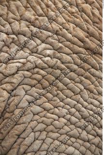 elephant skin 0007